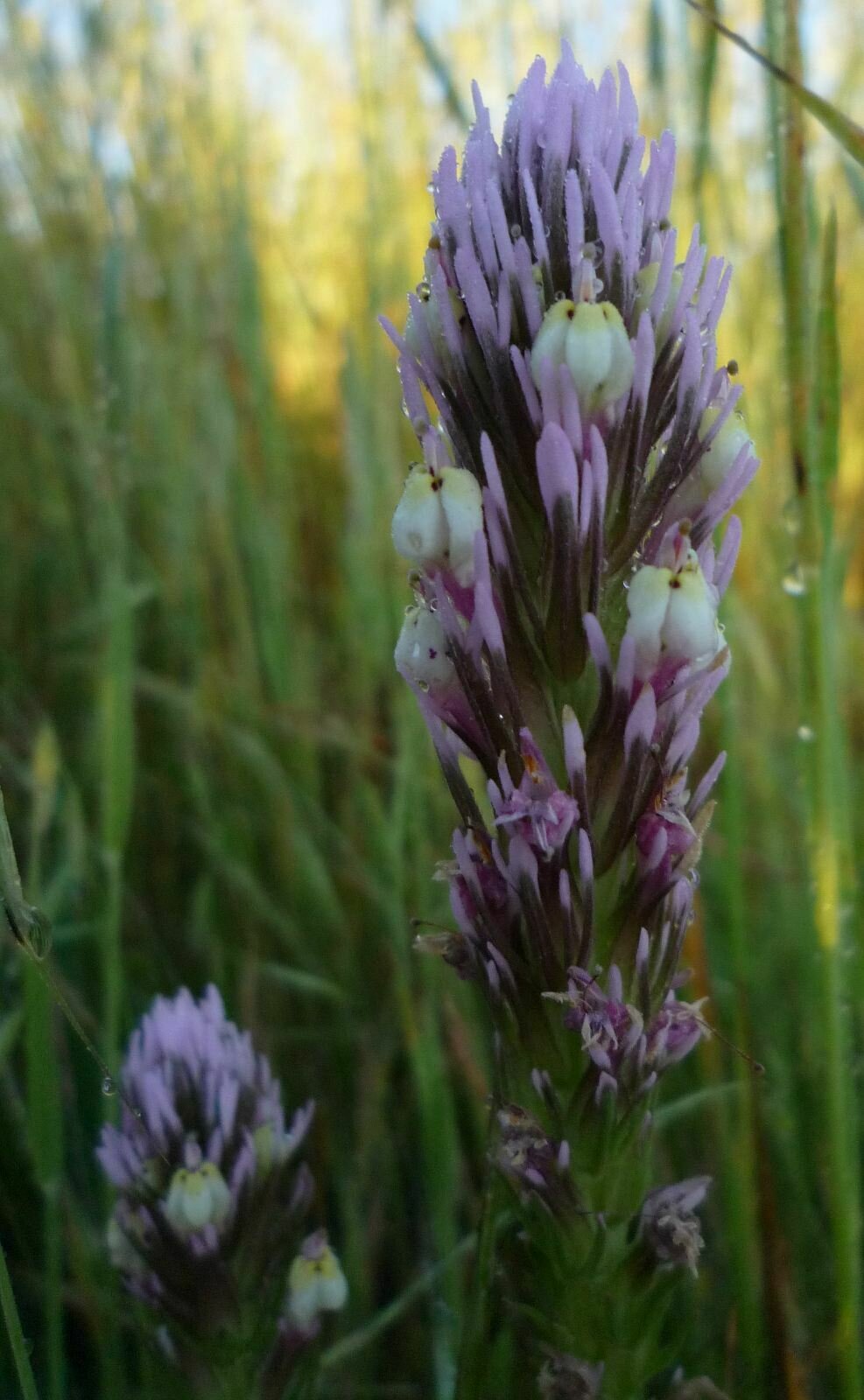 High Resolution Castilleja brevistyla Flower